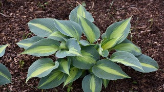 Hosta 'Touch of Class' (Plantain Lily)