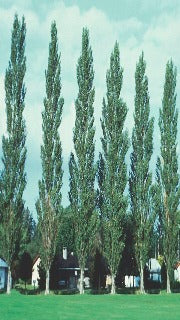 Populus x Canascens 'Tower' (Tower Poplar)