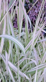Phalaris Arundinacea 'Tricolor' (Tricolor Ribbon Grass)