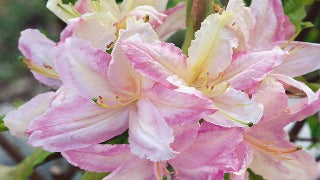 Azalea 'Tri-Lights'