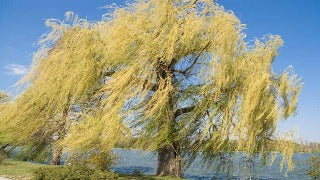 Salix Alba 'Tristis' (Weeping Golden Willow)