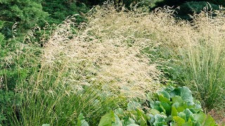 Deschampsia Cespitosa (Tufted Hair Grass)