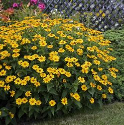Heliopsis helianthoides 'Tuscan Sun' (Tuscan Sunflower)