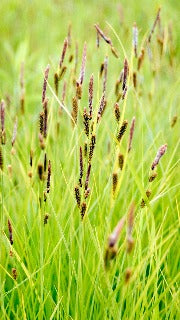 Carex Stricta (Tussock Sedge)