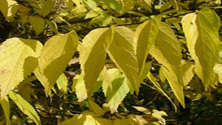 Celtis Occidentalis Ultra 'Ulzam' (Ultra Hackberry)