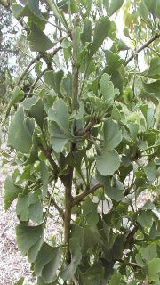 Ginkgo Biloba 'Umbrella' (Umbrella Maidenhair Tree)
