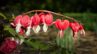 Dicentra Spectabilis Valentine (Valentine Bleedingheart)