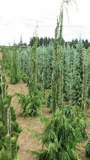 Chamaecyparis Nootkatensis 'Van den Akker' (Van den Akker Weeping Cypress)