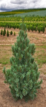 Pinus Flexilis 'Vanderwolf's Pyramid' (Vanderwolf's Pyramid Pine)