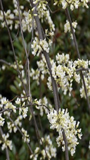 Cercis Canadensis 'Vanilla Twist' (Vanilla Twist Redbud)