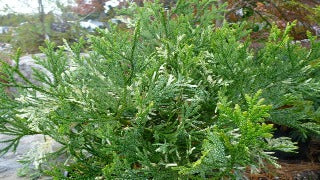 Thujopsis Dolabrata 'Variegata' (Variegated Japanese Hiba Cypress)