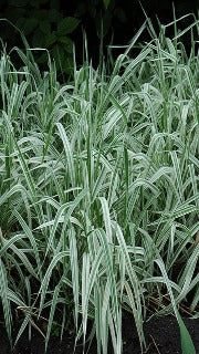 Phalaris Arundinacea 'Picta' (Variegated Ribbon Grass)