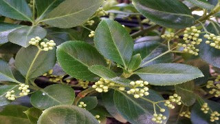 Euonymus Fortunei 'Vegetus' (Bigleaf Wintercreeper Euonymus)