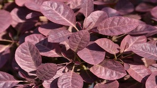 Cotinus Coggygria Velveteeny 'Cotsidh5' (Velveteeny Compact Smoke Bush)