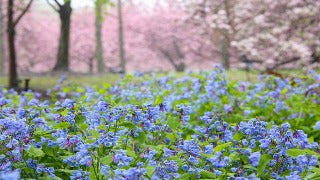 Mertensia Virginica (Virginia Bluebells)