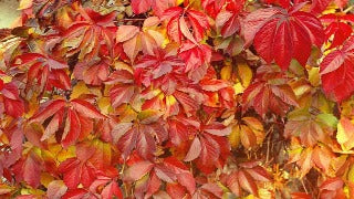 Parthenocissus Quinquefolia (Virginia Creeper)