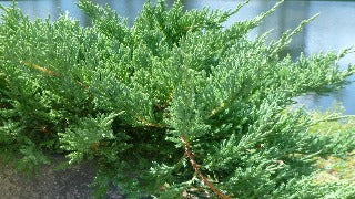 Juniperus Chinensis Sargentii 'Viridis' (Green Sargent Juniper)