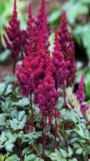 Astilbe Chinensis 'Vision in Red' (False Spirea)