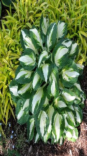 Hosta 'Vulcan' (Plantain Lily)