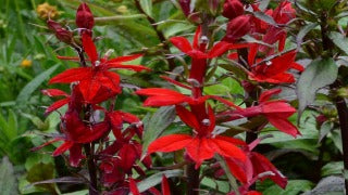 Lobelia Speciosa 'Vulcan Red' (Cardinal Flower)