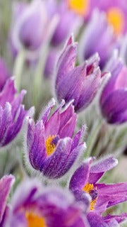 Anemone Pulsatilla Vulgaris (Pasque Flower)