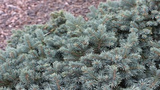 Picea Pungens 'Waldbrunn' (Waldbrunn Dwarf Blue Spruce)