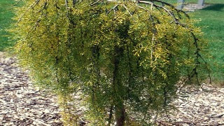 Caragana Arborescens 'Walker' (Cutleaf Weeping Peashrub)