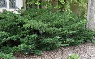 Taxus x media 'Wardii' (Ward's Yew)