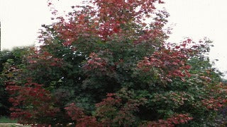 Acer Truncatum x Platanoides 'Warrenred' (Pacific Sunset Maple)