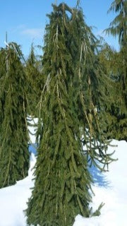 Picea Abies 'Wartburg' (Wartburg Norway Spruce)