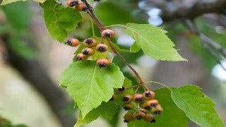 Craraegus Phaenopyrum (Washington Hawthorn)