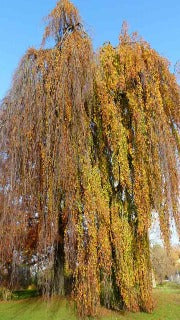 Fagus Sylvatica 'Pendula' (Weeping Beech)