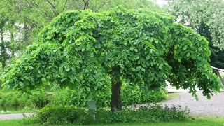 Ulmus Glabra 'Pendula' (Weeping Elm)