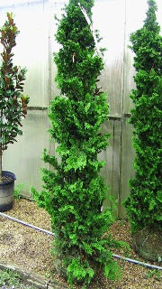 Chamaecyparis Obtusa 'Well's Special' (Hinoki Falsecypress)