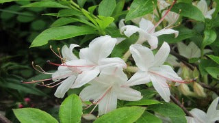 Azalea 'Weston's Innocence'