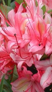 Azalea 'Weston's Lollipop'