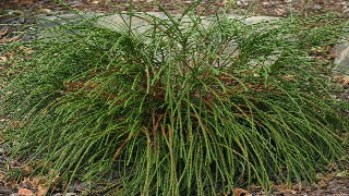 Thuja Plicata 'Whipcord' (Whipcord Western Cedar)