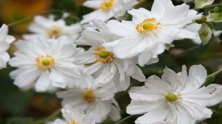 Anemone x Hybrida 'Whirlwind' (Japanese Anemone)