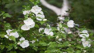 Hibiscus Syriacus White Chiffon ('Notwoodtwo') Rose of Sharon