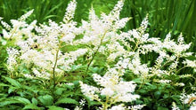 Load image into Gallery viewer, Astilbe White
