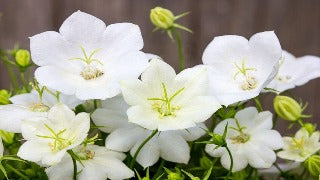 Campanula Carpatica 'White Clips' (Carpathian Bellflower)