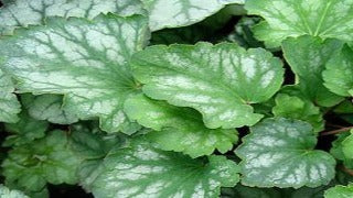 Heuchera Sanguinea 'White Clouds' (Coral Bells)