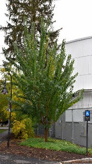 Maclura Pomifera 'White Shield' (Osage Orange)