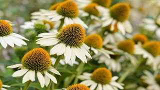 Echinacea Purpurea 'White Swan' (White Swan Coneflower)