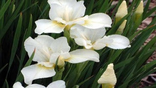 Iris Sibirica 'White Swirl' (Siberian Iris)