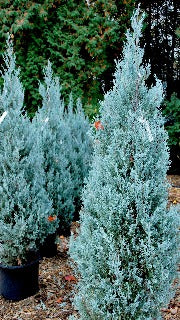 Juniperus Scopulorum 'Wichita Blue' (Wichita Blue Juniper)
