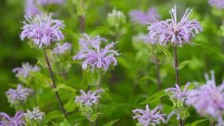 Monarda Fistulosa (Wild Bergemot)