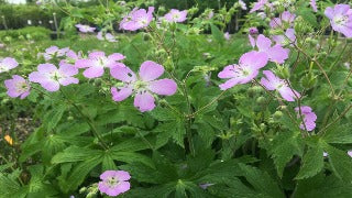 Geranium Maculatum (Wild Geranium)