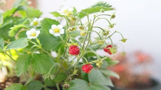 Fragaria Vesca (Woodland Strawberry)