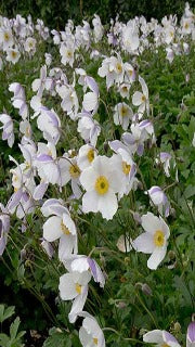 Anemone x Hybrida 'Elfin Swan' (Windflower)